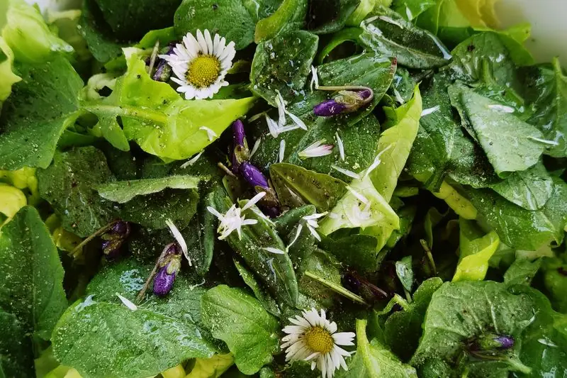 salad with fresh lemon balm and fresh herbs and vegetables