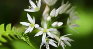 Read more about the article Wild Garlic vs Wild Onion: How to Tell Them Apart
