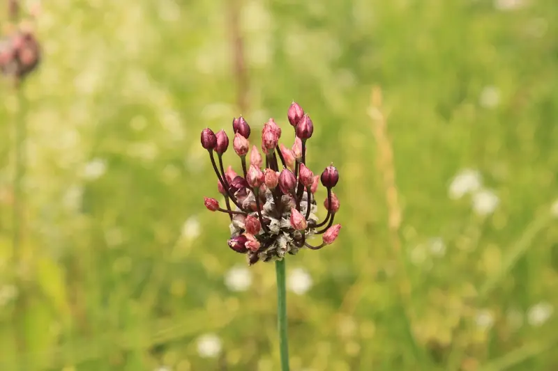 allium vineale wild garlic flowers inddentification
