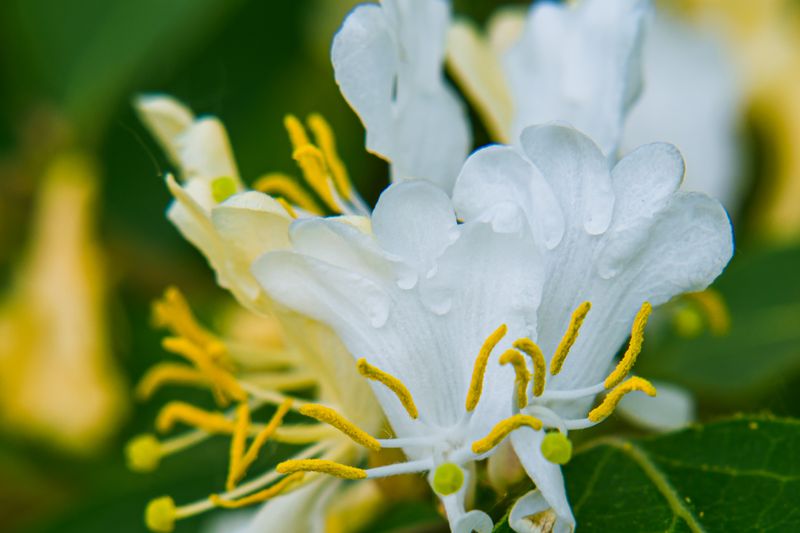 lonicera caerulea identification flower