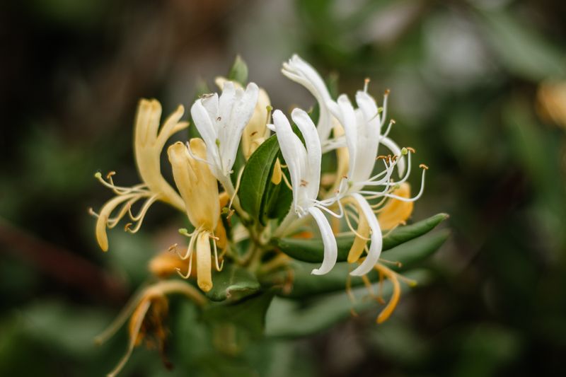 Lonicera caerulea flower, stems, leaves identification
