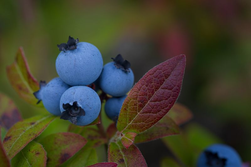 blueberries on a bush close up