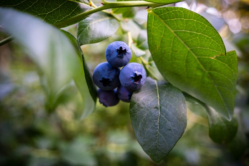 blueberry on the bush