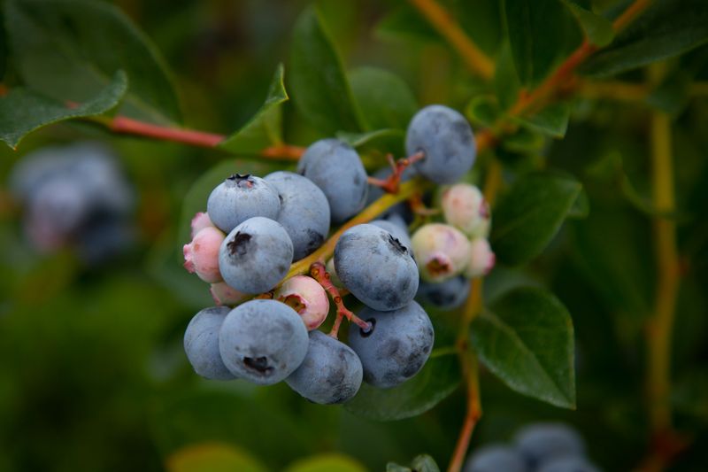 blueberry fruits close up