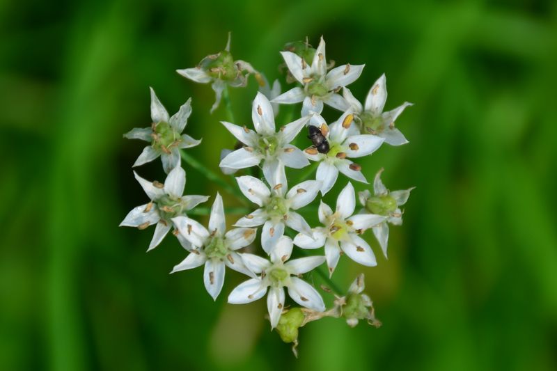canadian garlic allium canadense close up