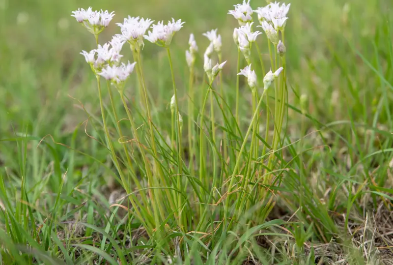 growing canadian onion chives and flowers