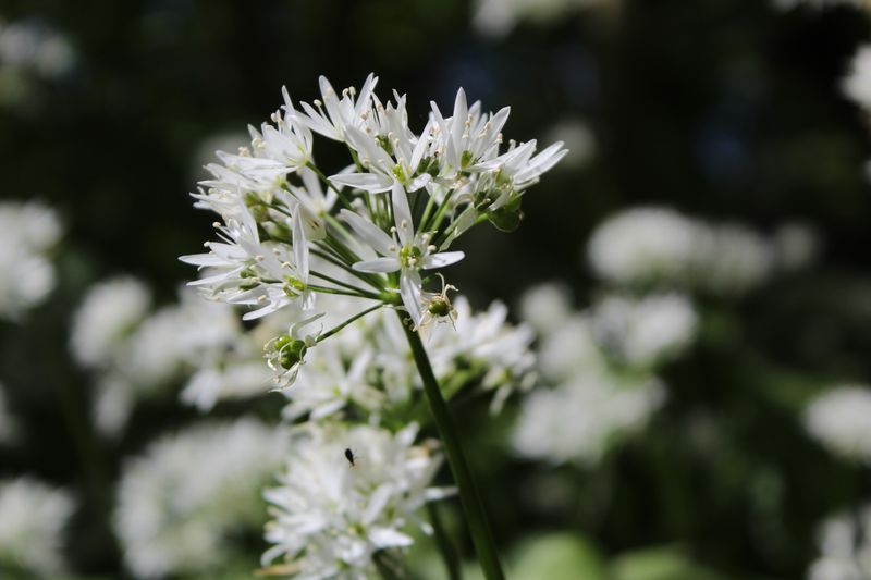 canadian onion wild onion flowers close up