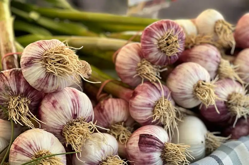 fresh garlic after harvest