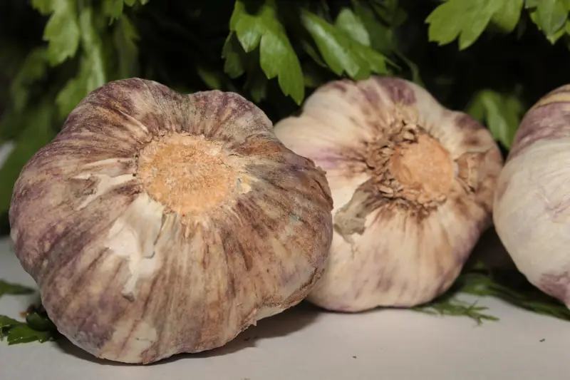 big garlic bulbs close up