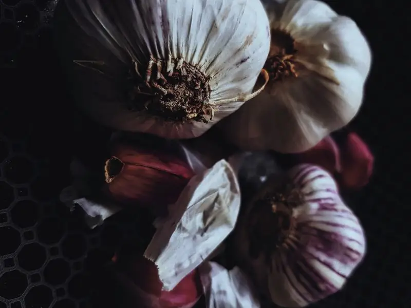 garlic bulbs close up