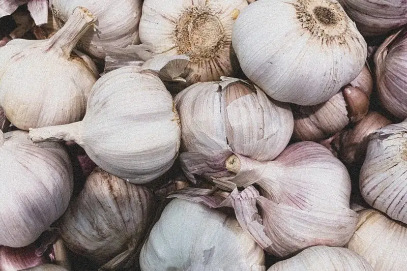 garlic bulbs properly storage