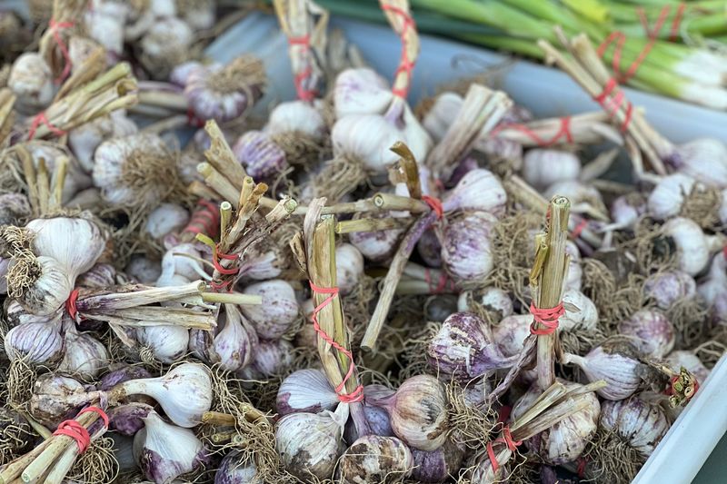 organic garlic bunches