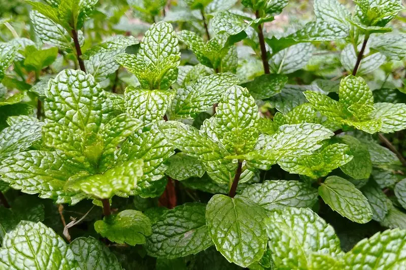 growing lemon balm plants