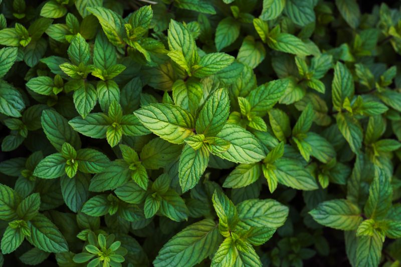 growing mint plants
