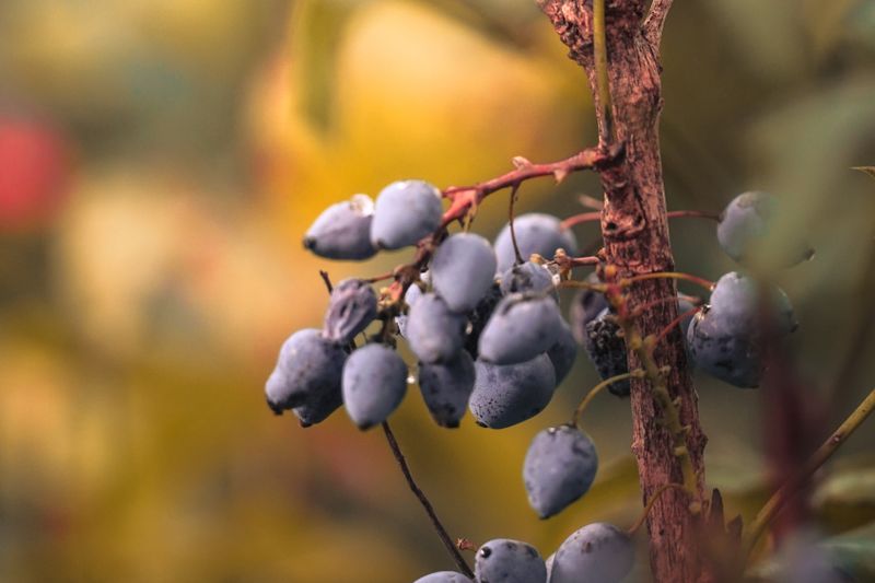 haskap berries on bush