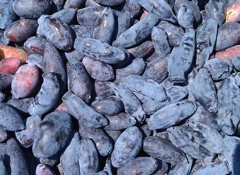 haskap berries close up