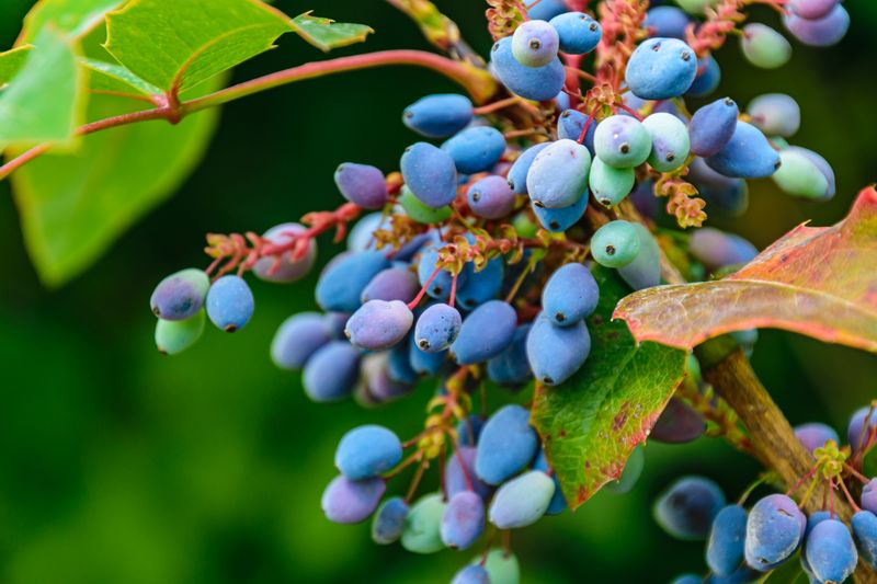 haskap berries