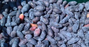 Read more about the article Haskap Berry Benefits and Side Effects: What Research Says