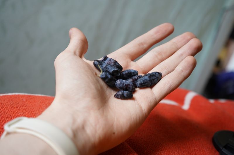 haskap berries in the hand