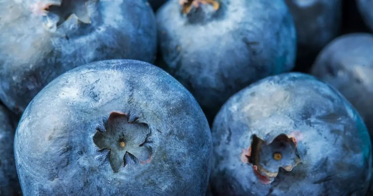 Honeyberry vs Blueberry: Nutrition, Taste, and Health Benefits