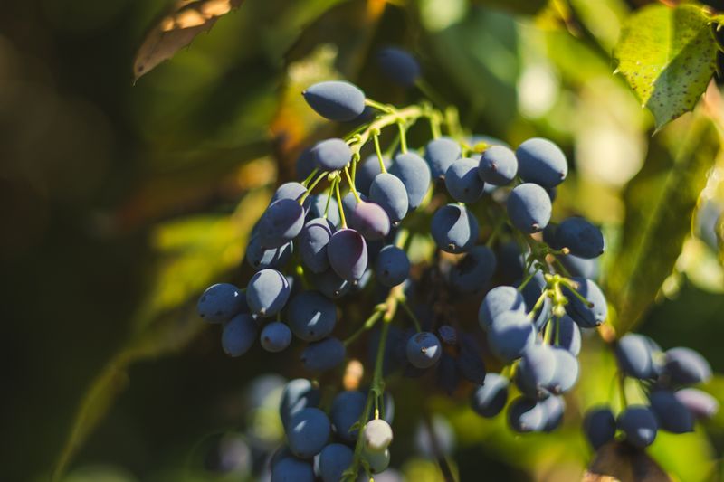 honeyberry on the bush