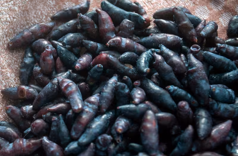honeyberry fruits close up