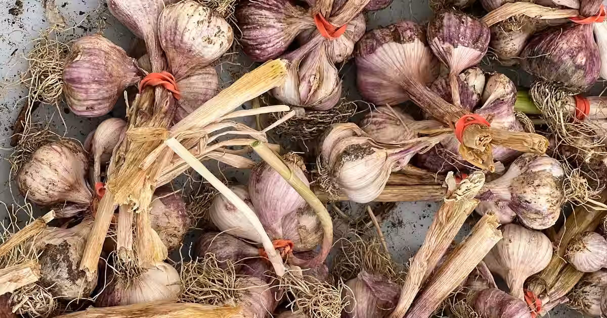 How to Store Garlic: Whole Bulbs, Peeled Cloves, and Long-Term Storage