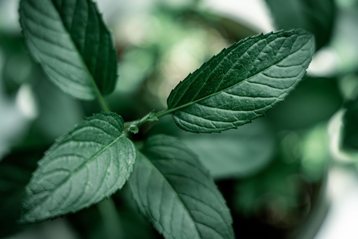 Lemon Balm vs Mint: Health Benefits, Taste, Leaves, and Differences