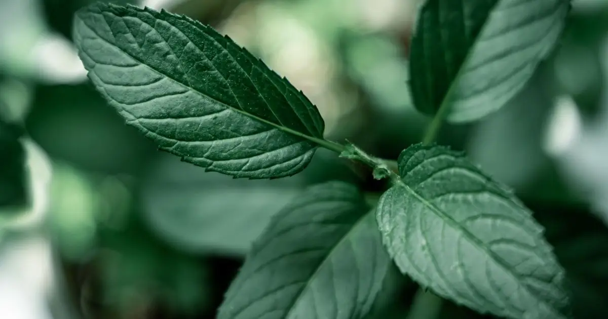Lemon Balm vs Mint: Health Benefits, Taste, Leaves, and Differences