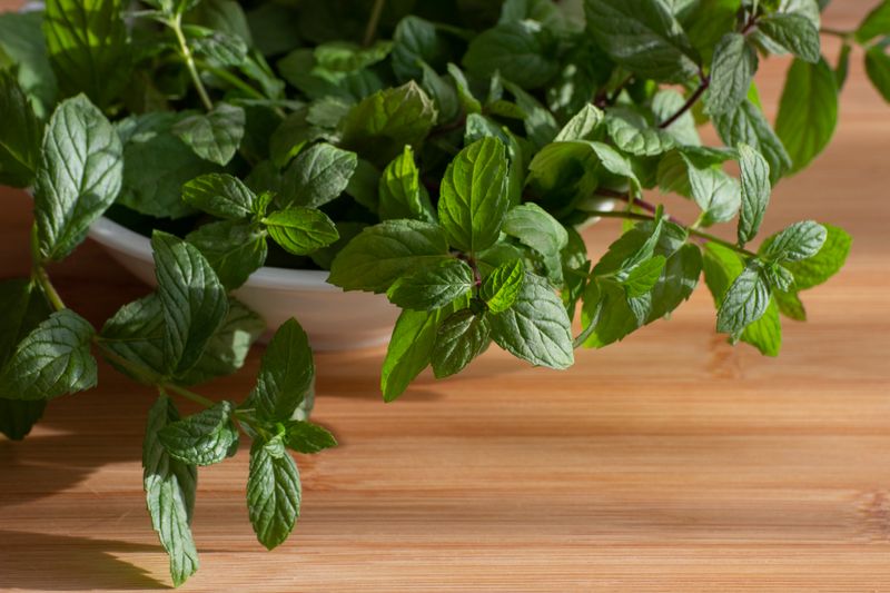 mint leaves with stems