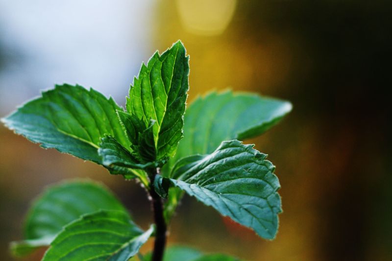 peppermint leaves close up