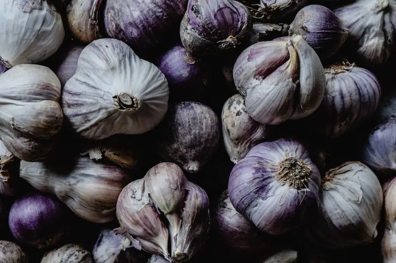 purple garlic bulbs