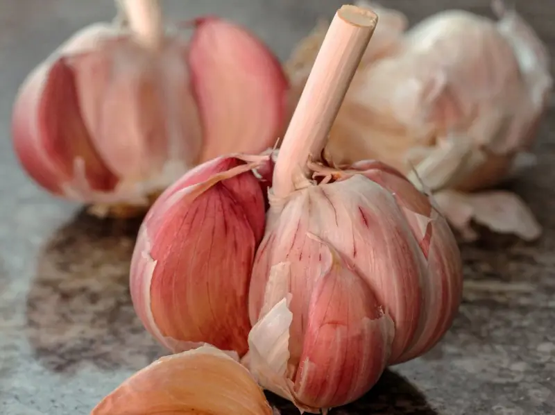 raw garlic close up
