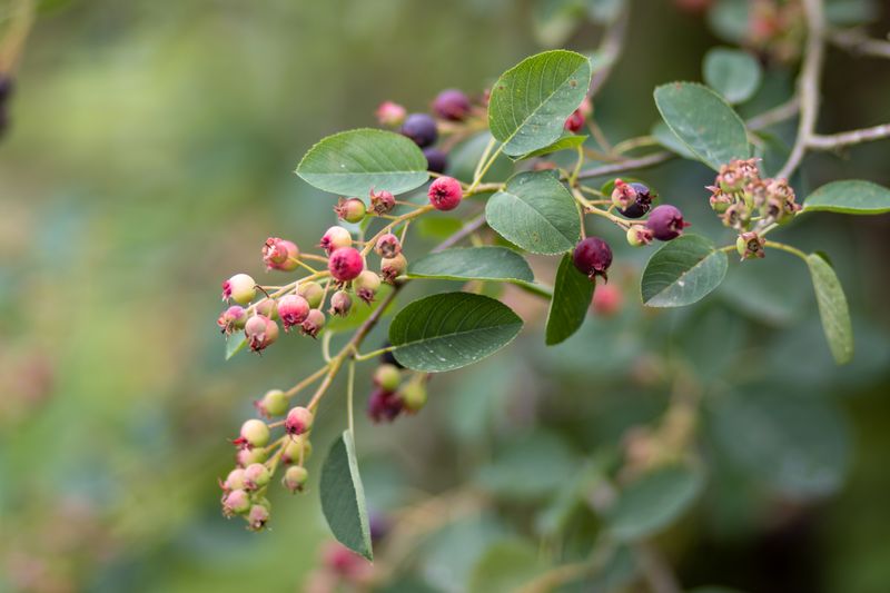 amelanchier, serviceberry, canadian berry, saskatoon fruits identification