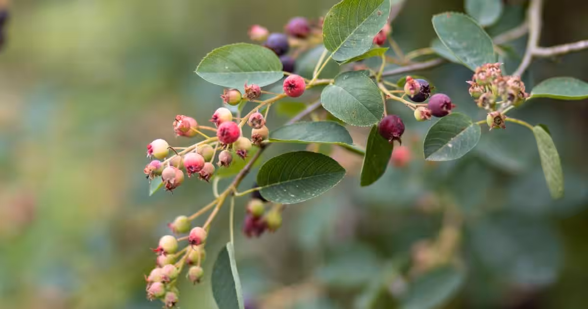 Serviceberry Nutrition: Calories, Vitamins, Minerals, and Antioxidants