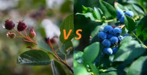 Read more about the article Serviceberry vs. Blueberry: Taste, Nutrition, and Differences