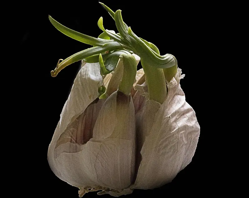 garlic with green sprouts close up