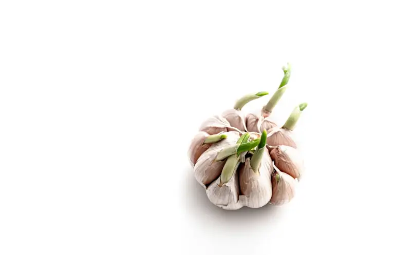 sprouted garlic bulb