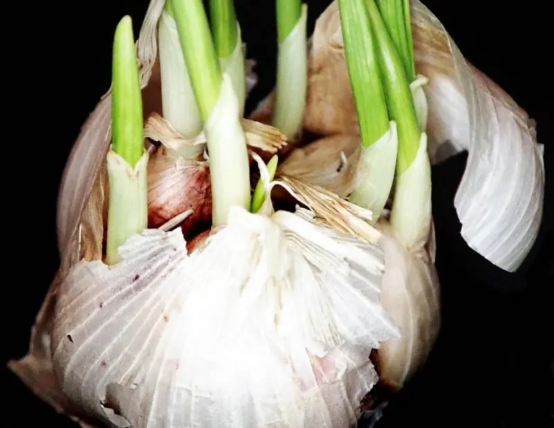 sprouted garlic close up