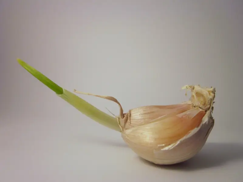 sprouted garlic clove close up