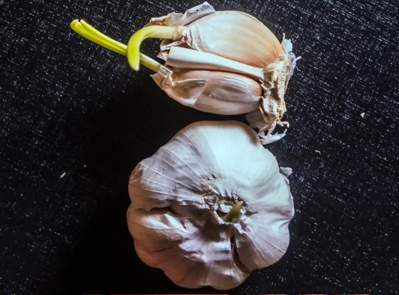 garlic with green sprouts