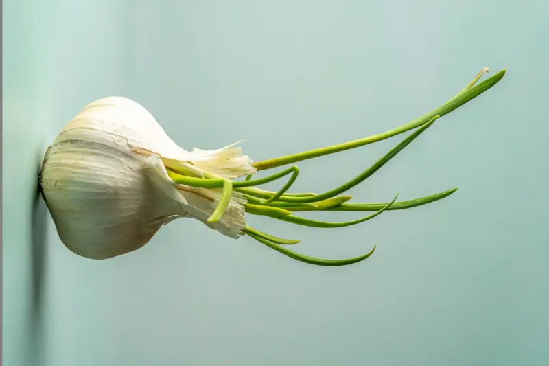 sprouted garlic bulb with green sprouts