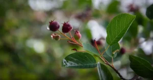 Read more about the article What Is Serviceberry? Taste, Nutrition, and How to Eat It