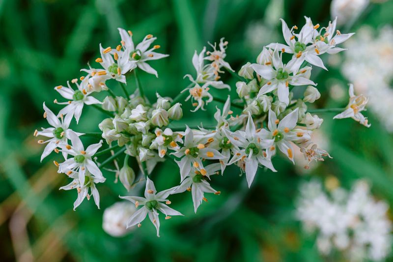 wild onion flower close up