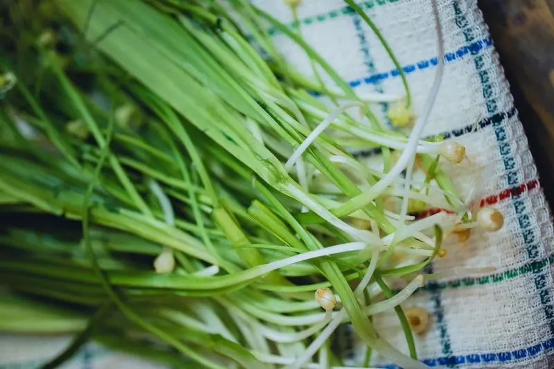 wild garlic harvested