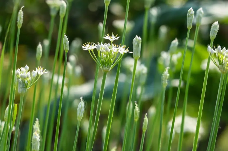 wild onion identification flowers and stems